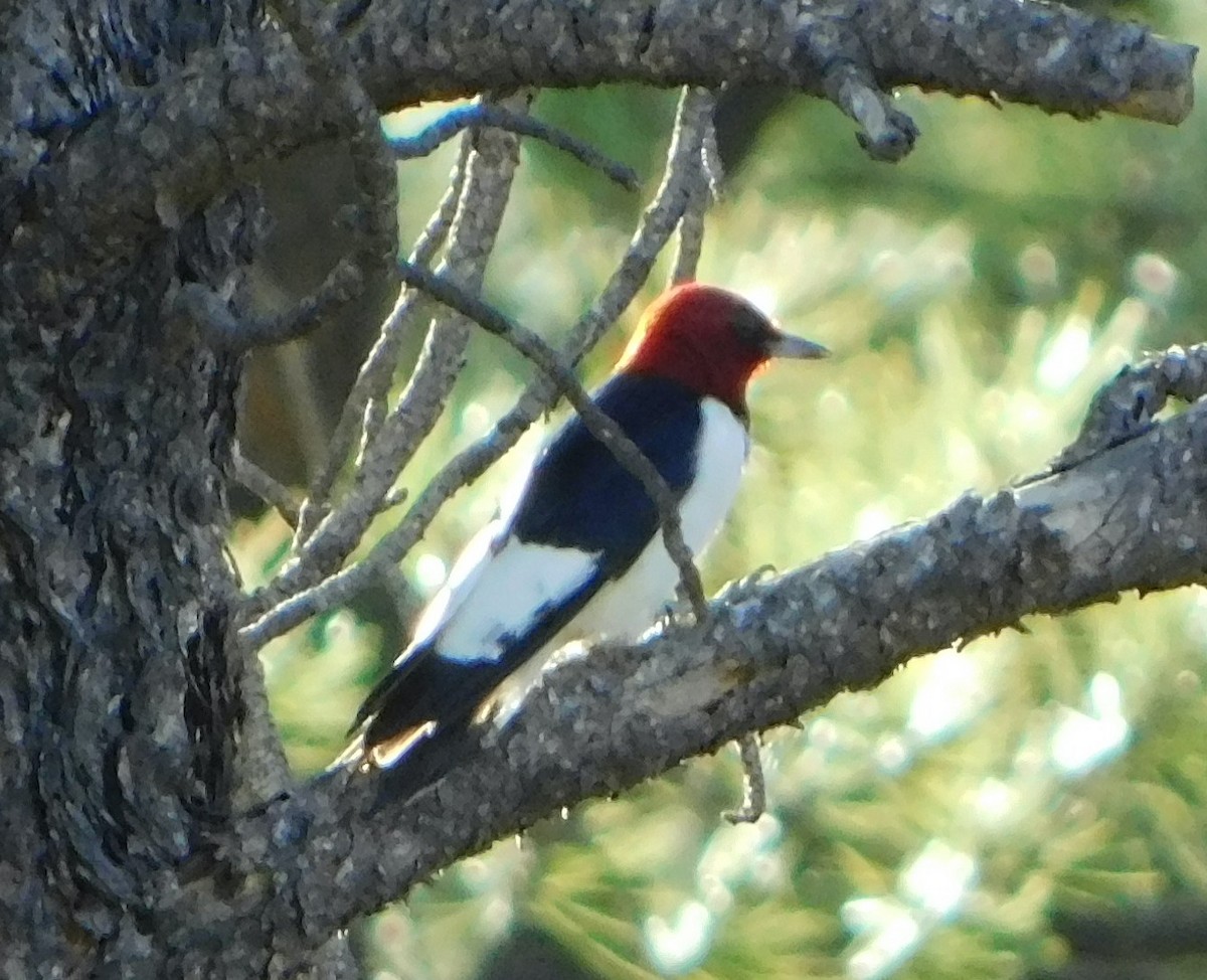 Red-headed Woodpecker - ML403524741