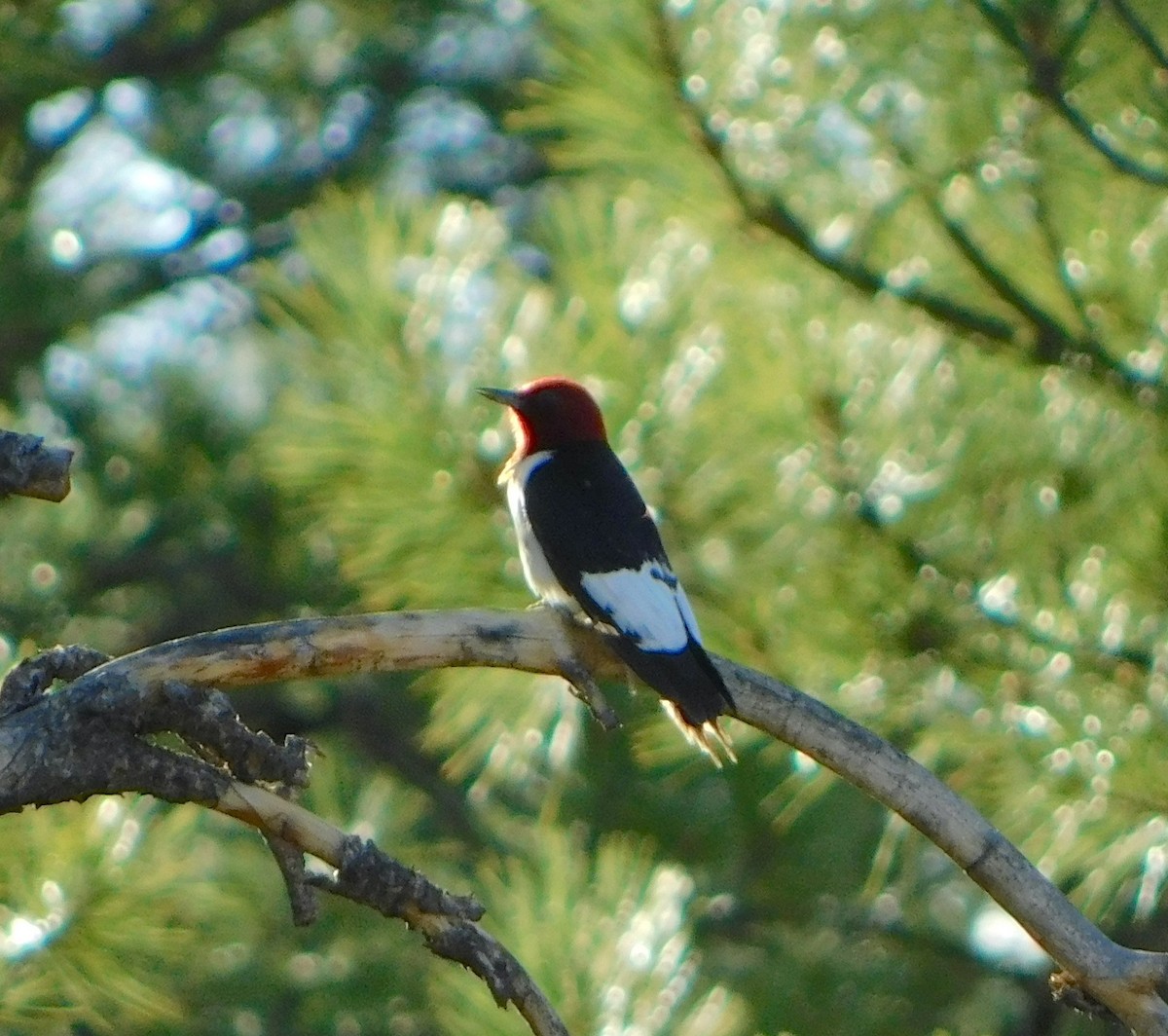 Red-headed Woodpecker - ML403524751