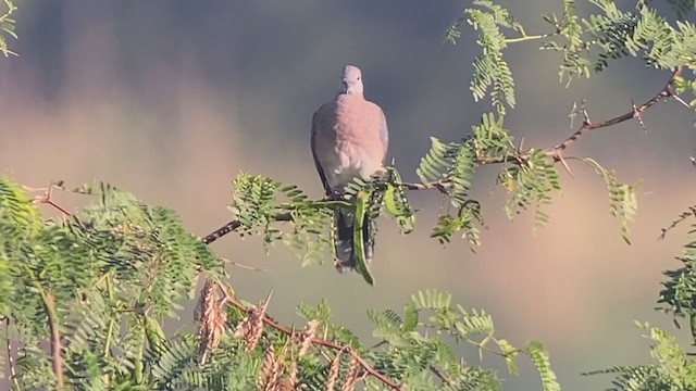 Philippine Collared-Dove - ML403526551