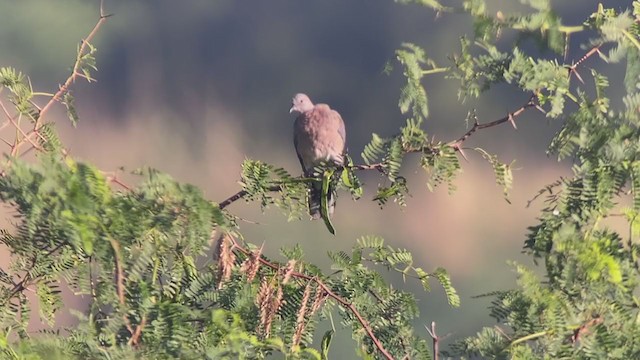 Philippine Collared-Dove - ML403526671