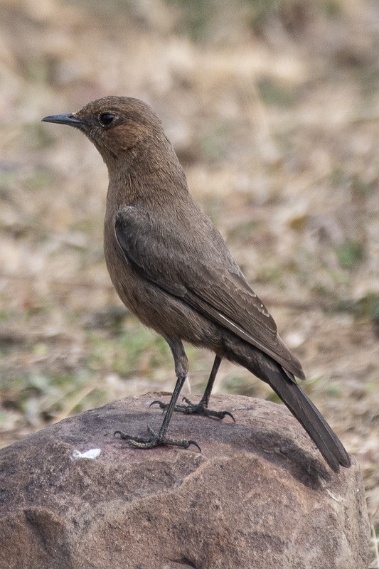 Brown Rock Chat - ML403526821