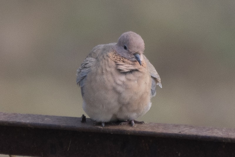 Laughing Dove - ML403526901