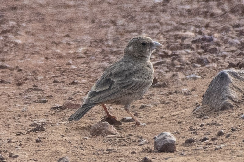 Ashy-crowned Sparrow-Lark - ML403526911