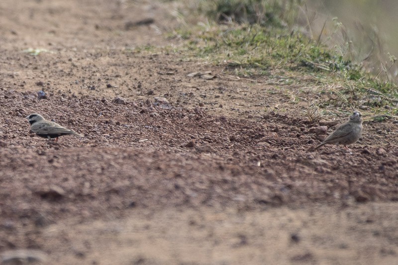 Ashy-crowned Sparrow-Lark - ML403526971