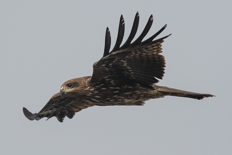 Black Kite - ML403526981