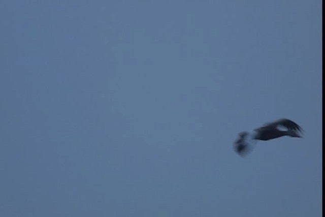 Kara Karınlı Islıkçı Ördek (fulgens) - ML403527