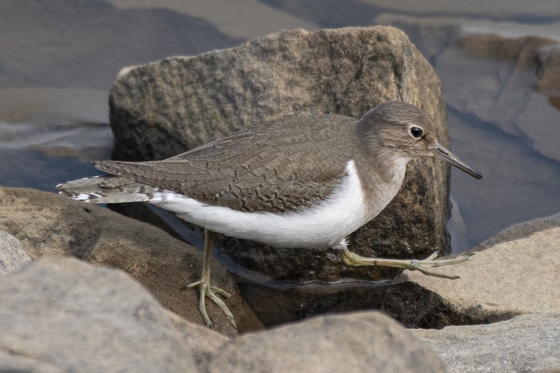 Common Sandpiper - ML403527021