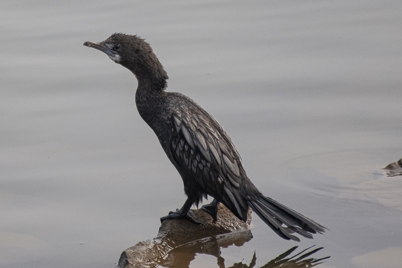 Little Cormorant - ML403527121