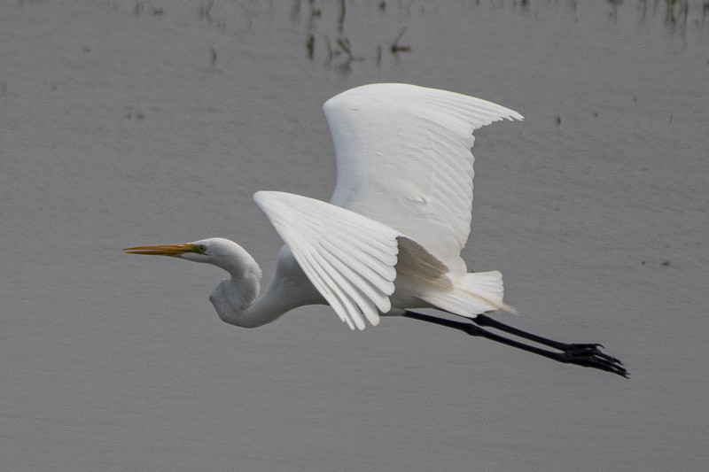 Great Egret - ML403527161