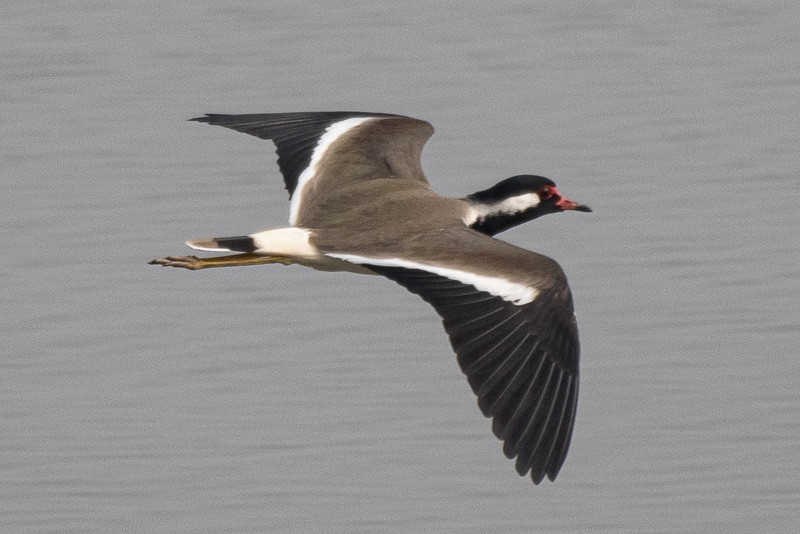 Red-wattled Lapwing - ML403527211