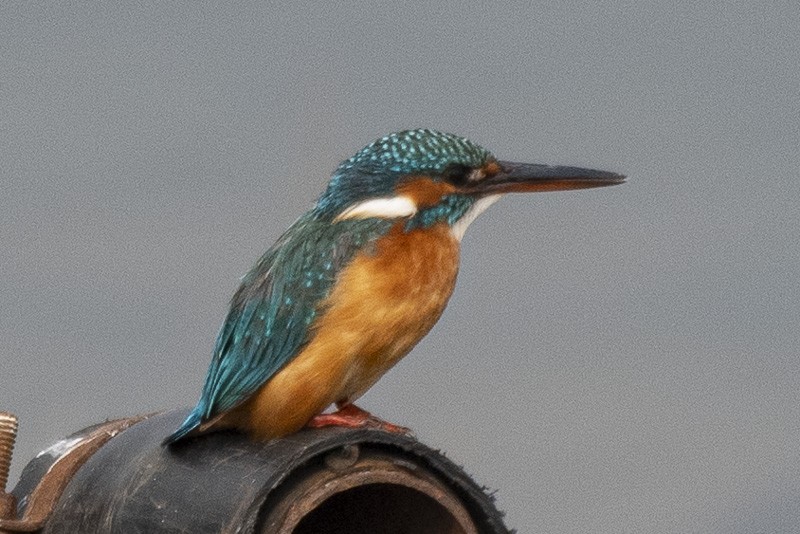 Common Kingfisher - ML403527241