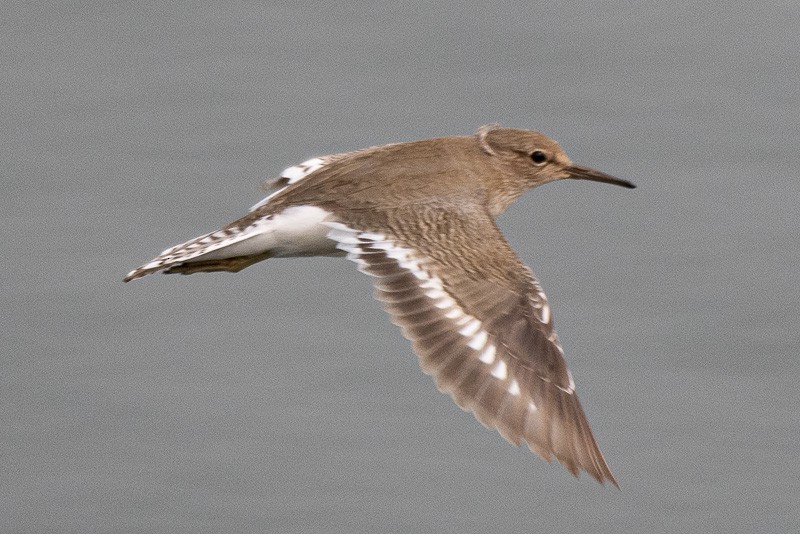 Common Sandpiper - ML403527261