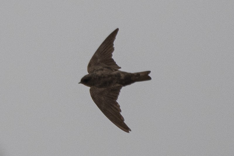 Dusky Crag-Martin - ML403527281