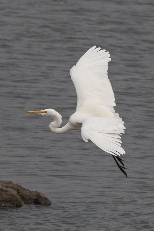 Great Egret - ML403527811