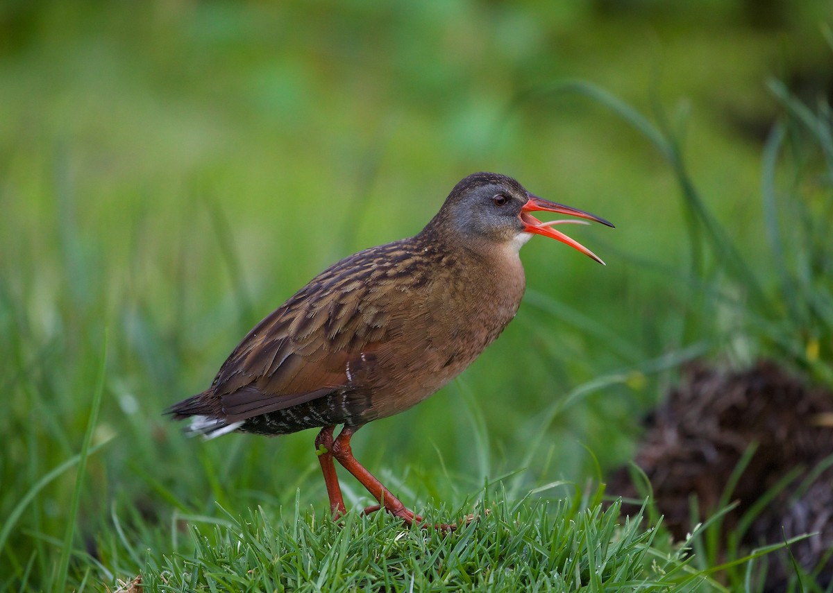 Virginia Rail (South American) - Ken Rosenberg