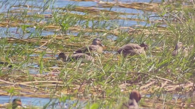 Eastern Spot-billed Duck - ML403528181