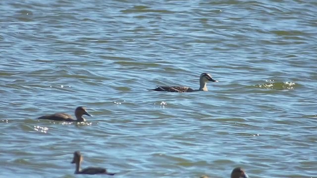 Eastern Spot-billed Duck - ML403528261