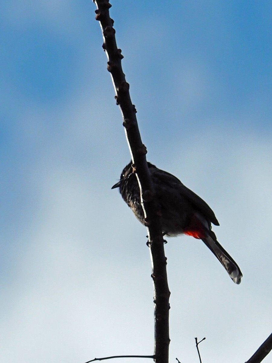 Red-vented Bulbul - ML403529491