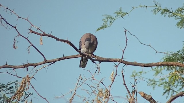 Philippine Collared-Dove - ML403530311