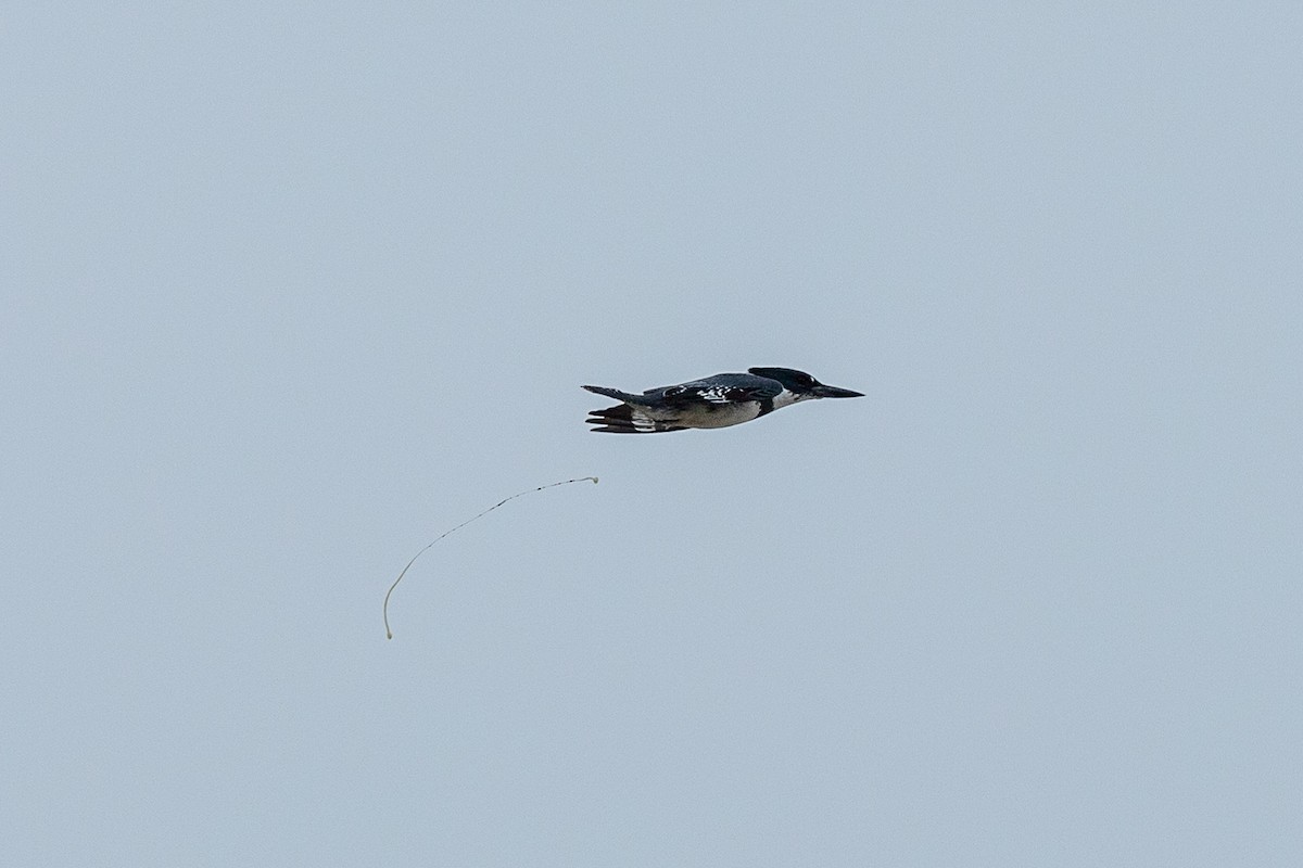 Belted Kingfisher - ML403531691