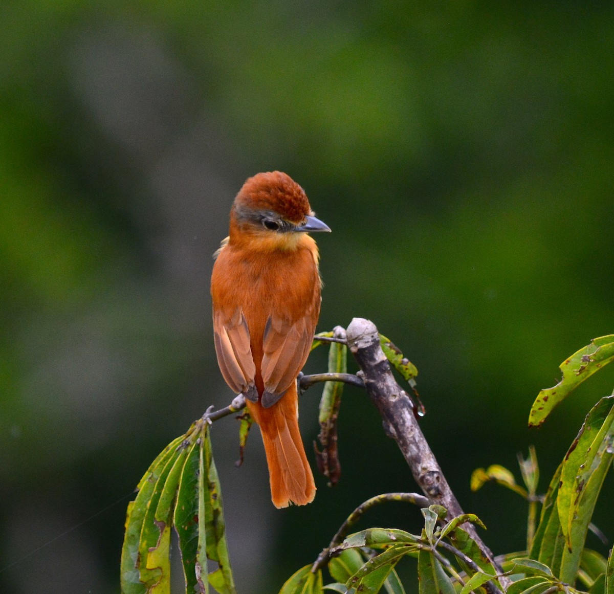 Chestnut-crowned Becard - Ryan Treves