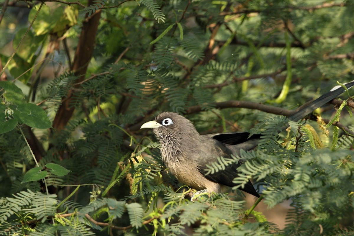 Blue-faced Malkoha - ML403531881