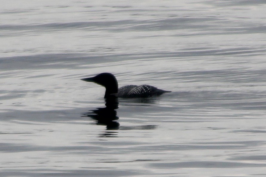 Common Loon - Ben Chapman