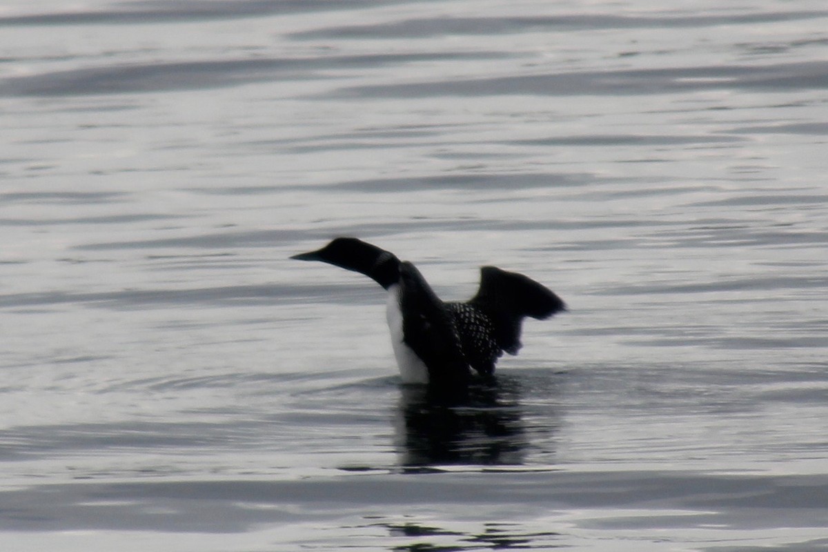 Common Loon - ML403531951