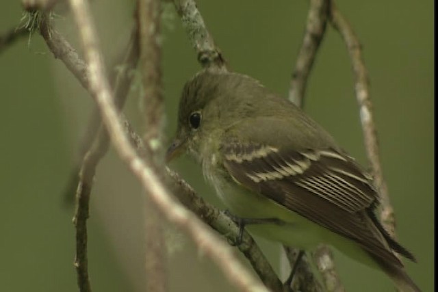 Mosquero sp. (Empidonax sp.) - ML403532