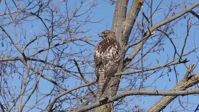 Red-tailed Hawk (calurus/alascensis) - ML403532261