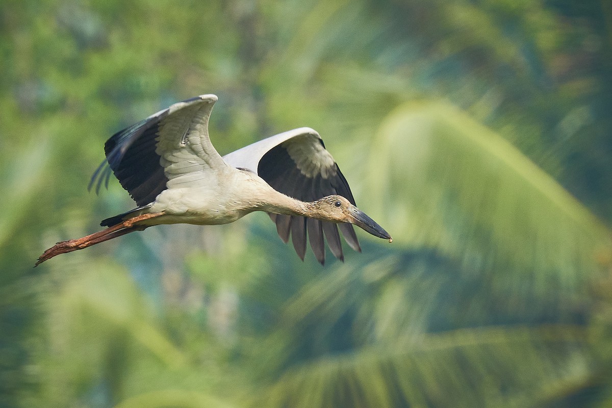 Asian Openbill - Raghavendra  Pai