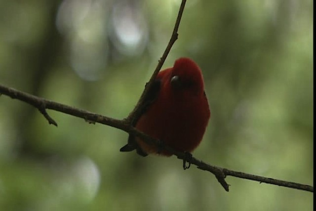 Piranga Escarlata - ML403534