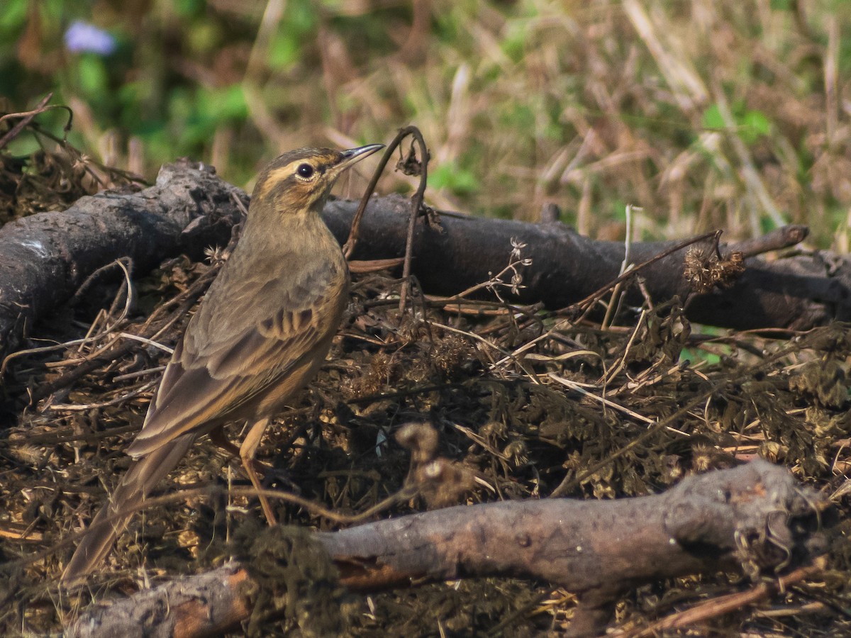 Long-billed Pipit - ML403534111