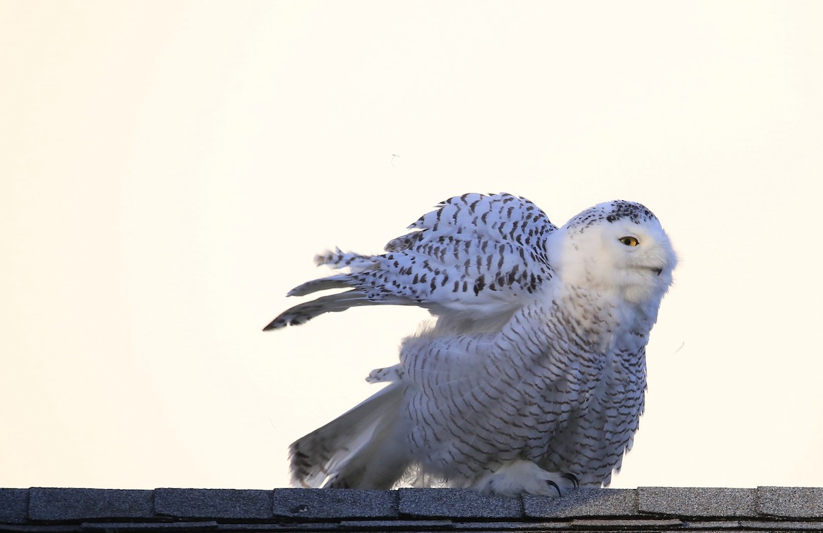 Snowy Owl - ML403534411