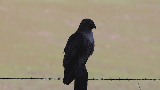 Red-tailed Hawk (calurus/alascensis) - ML403534511