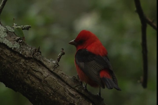 Scarlet Tanager - ML403535