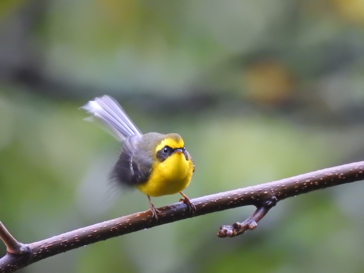 Yellow-bellied Fairy-Fantail - ML403539481