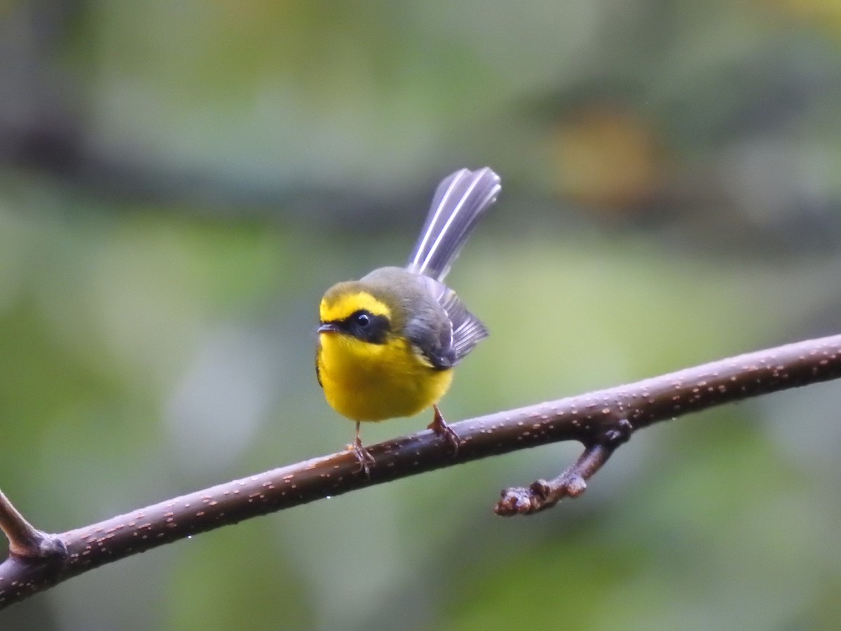Yellow-bellied Fairy-Fantail - ML403539491