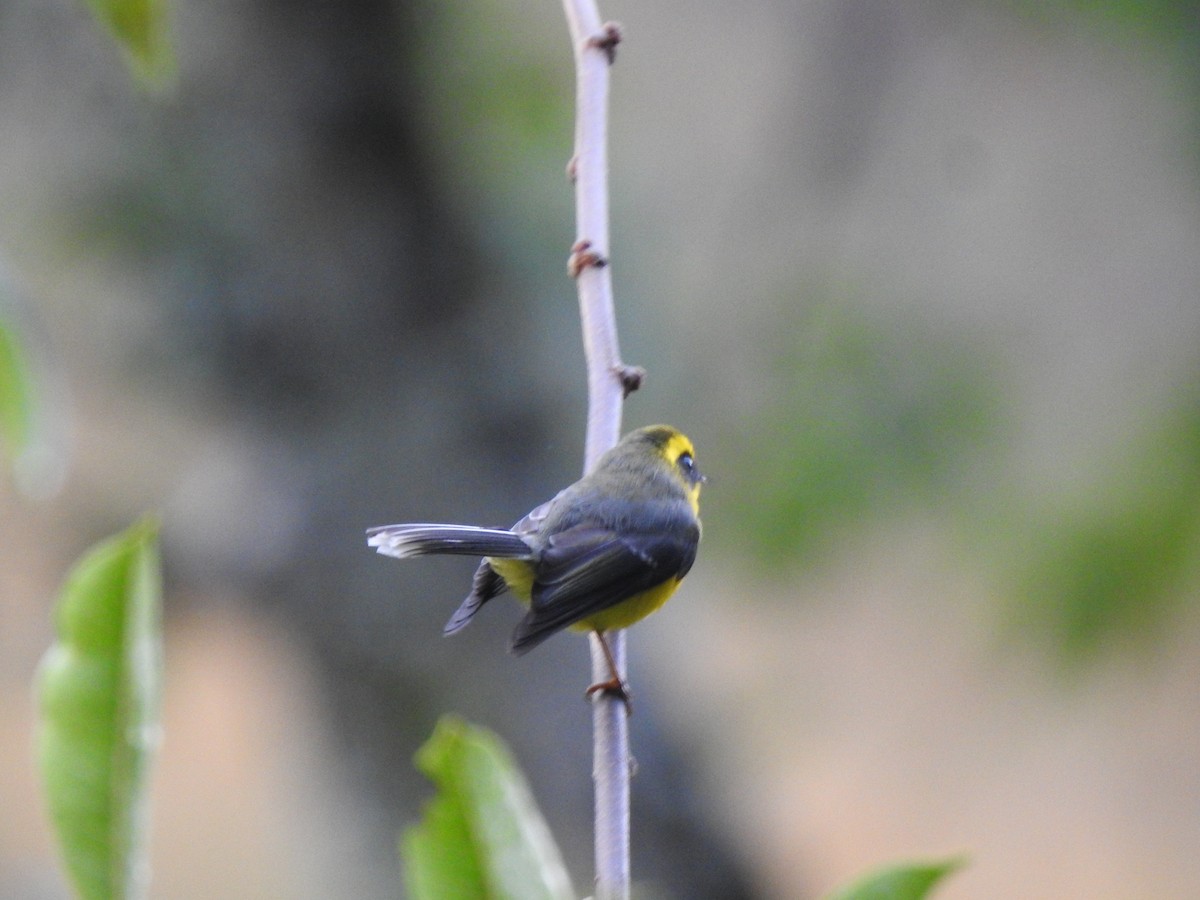 Yellow-bellied Fairy-Fantail - ML403539511
