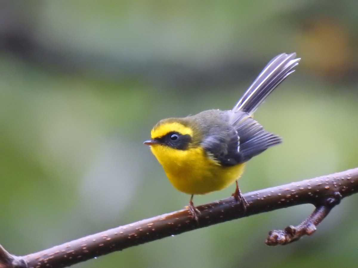 Yellow-bellied Fairy-Fantail - ML403539551