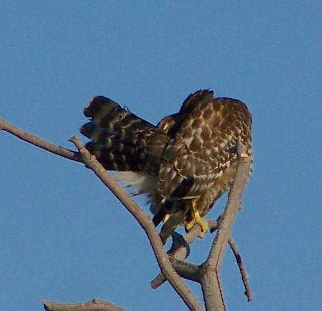 Red-shouldered Hawk (elegans) - ML403539731