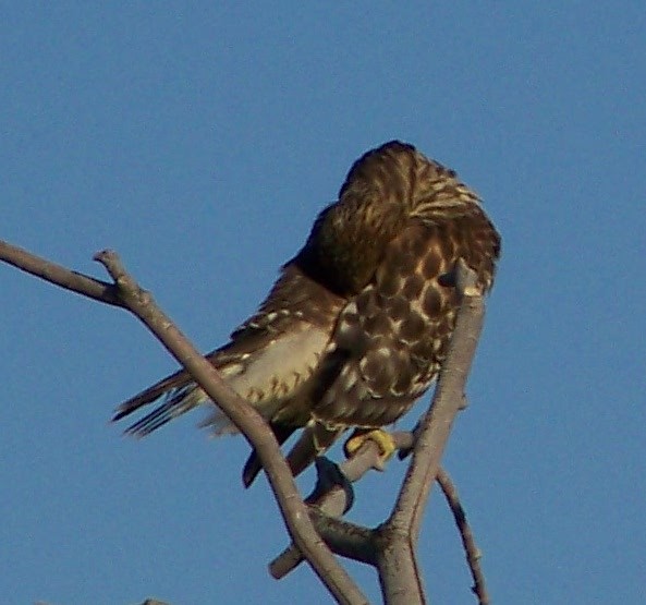 Red-shouldered Hawk (elegans) - ML403539741