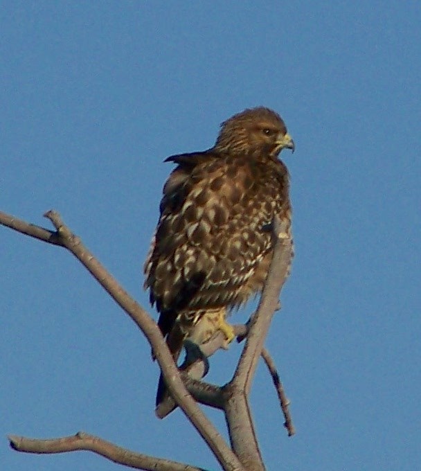 Red-shouldered Hawk (elegans) - ML403539781