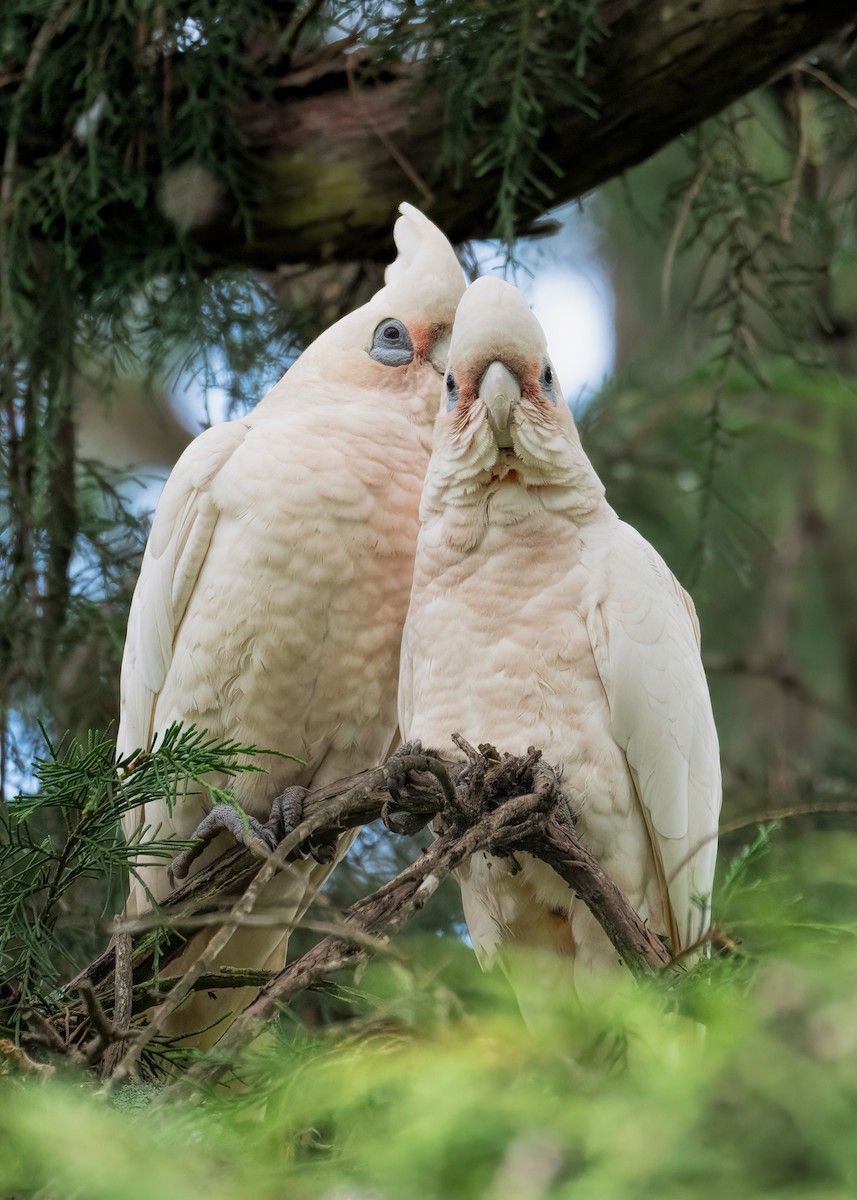 Cacatúa Sanguínea - ML403540811