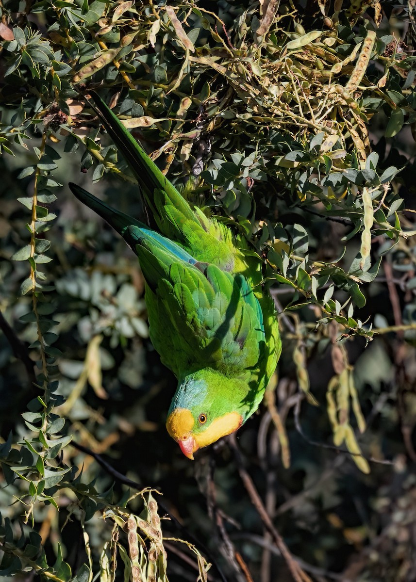Harika Renkli Papağan - ML403541271