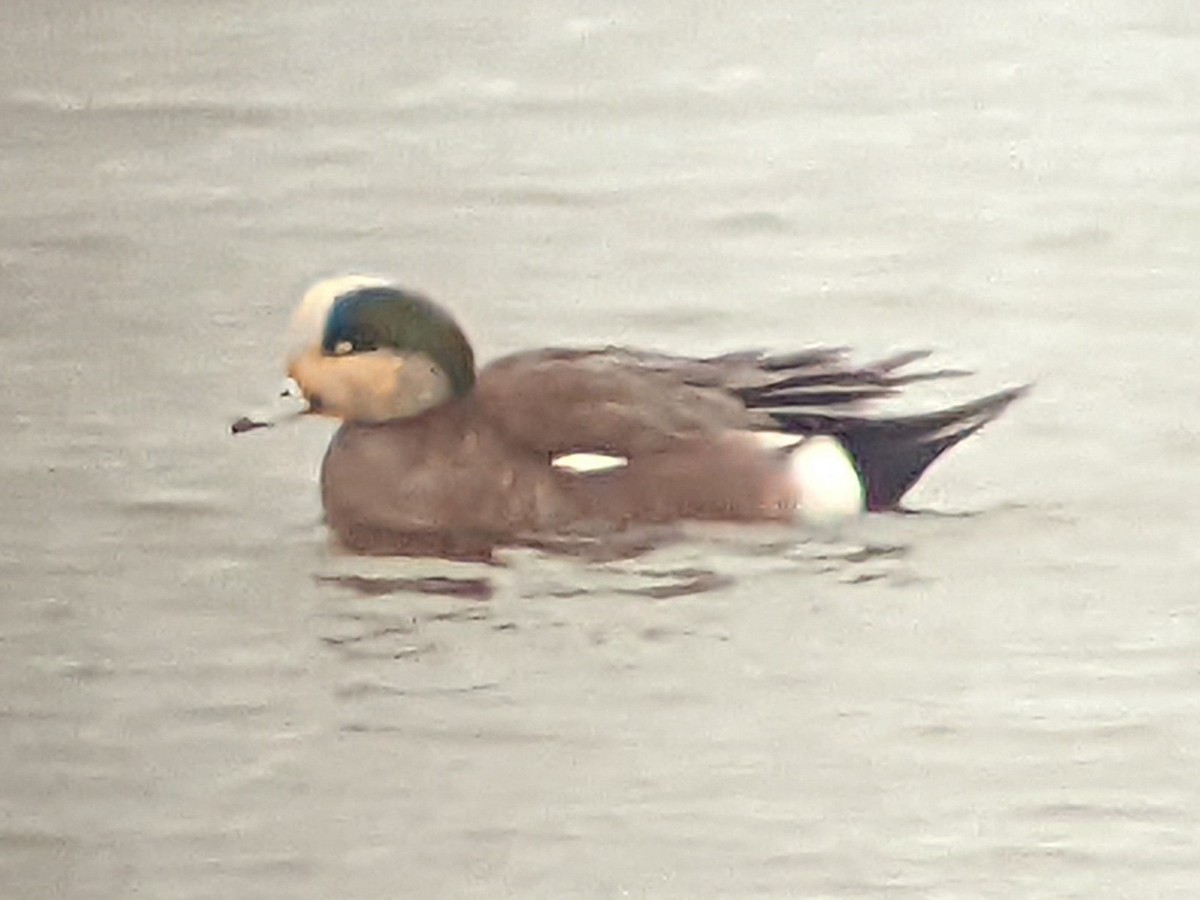 American Wigeon - ML403541951