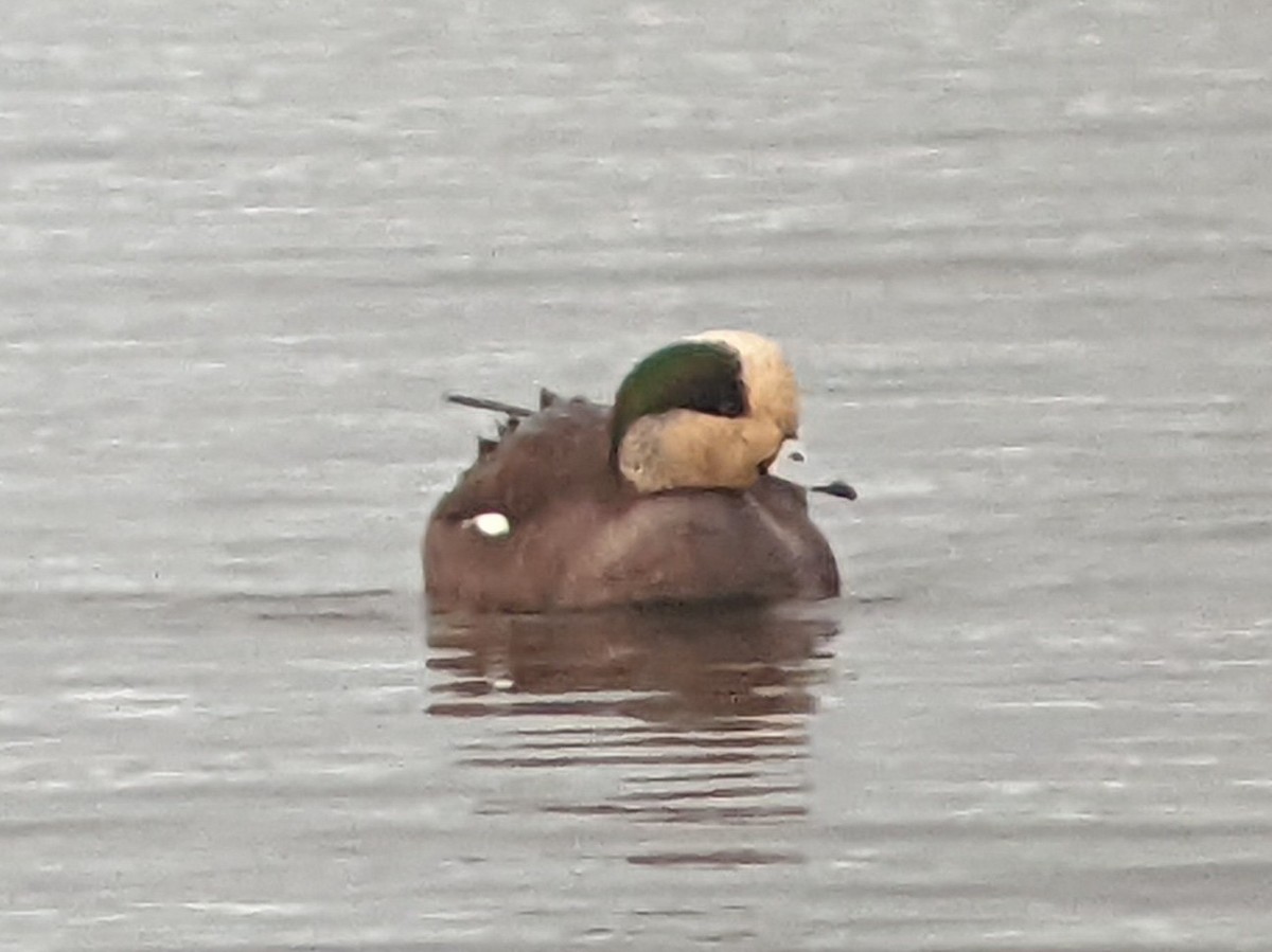 American Wigeon - ML403541961