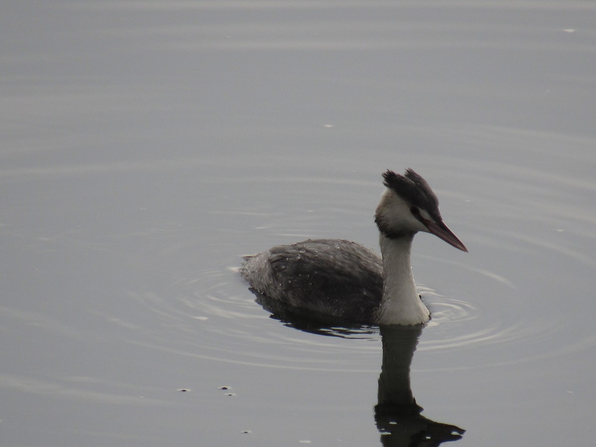 Great Crested Grebe - ML403542911