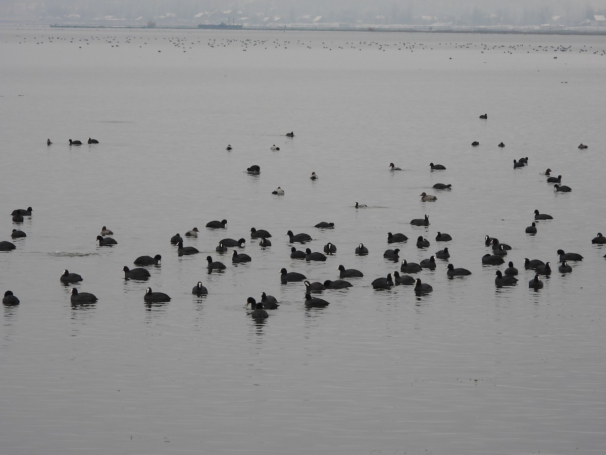 Eurasian Coot - ML403543891