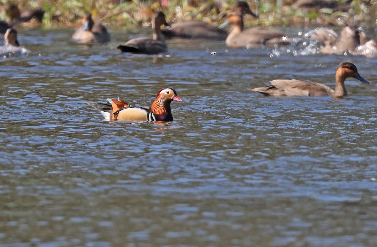 Мандир уранхажин - ML403544231